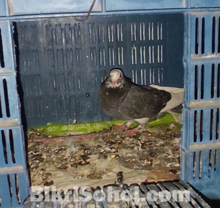 গিরিবাজ হাই ফ্লায়ার পাকিস্তানি